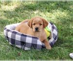 Small #2 Labrador Retriever