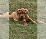 Small Photo #8 Dogue de Bordeaux Puppy For Sale in MONROE, GA, USA