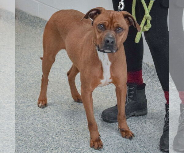 Medium Photo #3 Unknown-Vizsla Mix Puppy For Sale in Huntley, IL, USA