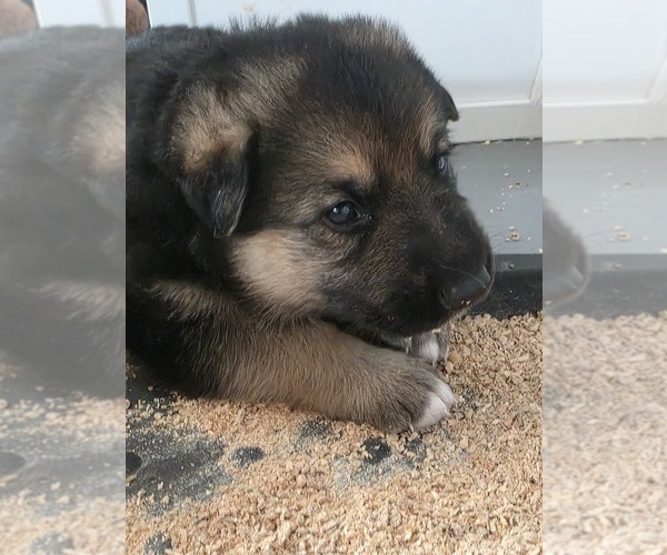 Medium Photo #4 German Shepherd Dog Puppy For Sale in LAKE CITY, FL, USA