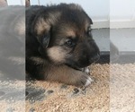 Small #3 German Shepherd Dog