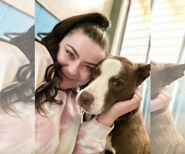 Medium Photo #5 American Pit Bull Terrier-Labrador Retriever Mix Puppy For Sale in West Cornwall, CT, USA