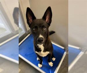 - Mix Dogs for adoption in San Antonio, TX, USA