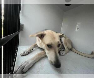 German Shepherd Dog Dogs for adoption in Houston, TX, USA
