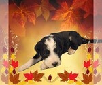 Small Photo #21 Bernedoodle Puppy For Sale in BLACK FOREST, CO, USA