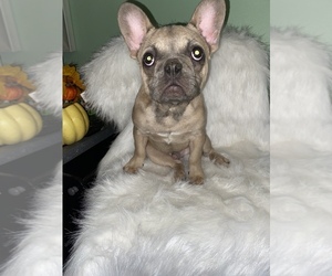 French Bulldog Puppy for sale in BEECH GROVE, IN, USA