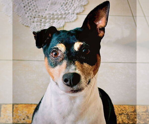 Medium Photo #14 Rat Terrier Puppy For Sale in Atlanta, GA, USA