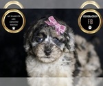 Small Photo #8 Maltipoo Puppy For Sale in WARSAW, IN, USA