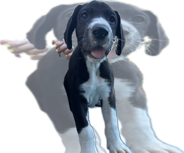 Medium Photo #6 Great Dane Puppy For Sale in WILLIS, TX, USA