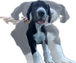 Pearl - Female Great Dane Puppy for Sale - Photo #6