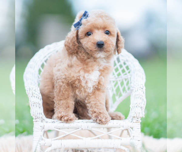 Medium Photo #2 Maltipoo (Miniature) Puppy For Sale in WARSAW, IN, USA