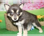 Small Photo #2 Pomsky Puppy For Sale in HAMMOND, IN, USA
