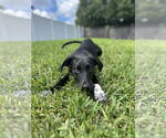 Small #1 Mutt