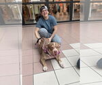 Small #2 American Staffordshire Terrier Mix