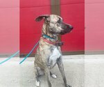 Small Photo #11 German Shepherd Dog-Greyhound Mix Puppy For Sale in Atlanta, GA, USA