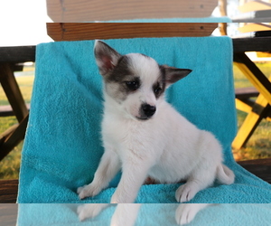 Norwegian Elkhound Puppy for sale in SHILOH, OH, USA
