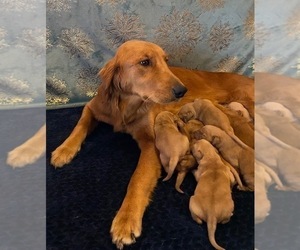 Mother of the Golden Retriever puppies born on 12/24/2022