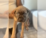 Puppy Green Cane Corso