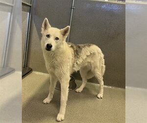 CRYSTAL - Female Siberian Husky Dog for Adoption - Photo #2
