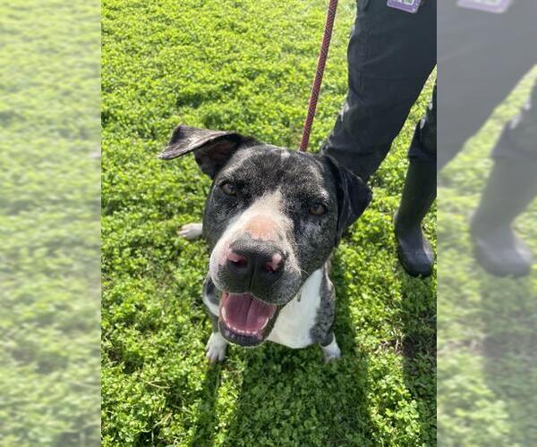 Medium Photo #1 Mutt Puppy For Sale in Corpus Christi, TX, USA