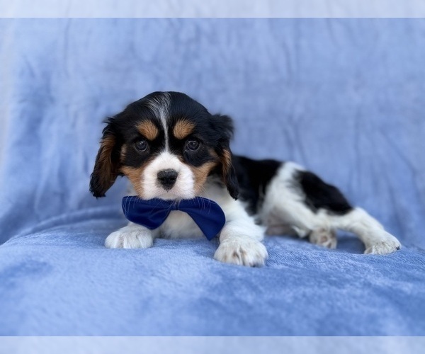Medium Photo #6 Cavalier King Charles Spaniel Puppy For Sale in LAKELAND, FL, USA