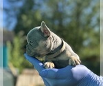 Small #9 French Bulldog
