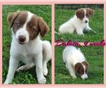 Puppy Dakota Border Collie