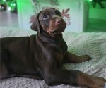 Small #1 Doberman Pinscher