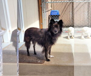 Schip-a-Pom Dogs for adoption in Sequim, WA, USA