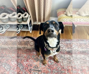 Lady - Female Australian Kelpie-Coonhound Mix Dog for Adoption - Photo #2
