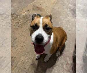 Mutt Dogs for adoption in Rootstown, OH, USA