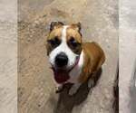 Lilliana - Courtesy Listing - Female Mutt Dog for Adoption - Small photo