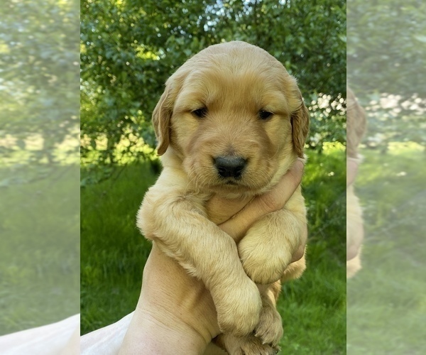 Medium Photo #2 Golden Retriever Puppy For Sale in POWERS, OR, USA