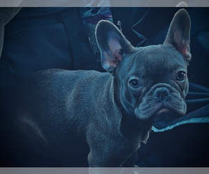 French Bulldog Puppy for sale in SAN BERNARDINO, CA, USA
