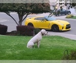 Small Photo #6 Dogo Argentino Puppy For Sale in MODESTO, CA, USA
