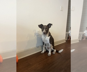 Australian Shepherd-Lab-Pointer Mix Puppy for sale in ENGLEWOOD, CO, USA