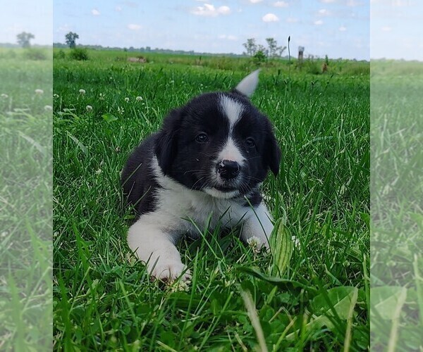Medium Photo #41 Border Collie Puppy For Sale in NORBORNE, MO, USA