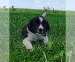 Small Photo #41 Border Collie Puppy For Sale in NORBORNE, MO, USA
