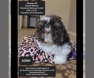 Shih Tzu Puppy for sale in TUCSON, AZ, USA