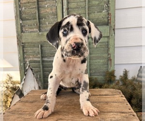 Great Dane Puppy for sale in MIDDLEBURY, IN, USA