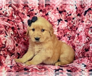 Golden Retriever Puppy for sale in OXFORD, PA, USA