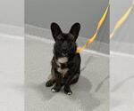 Small Cardigan Welsh Corgi-German Shepherd Dog Mix