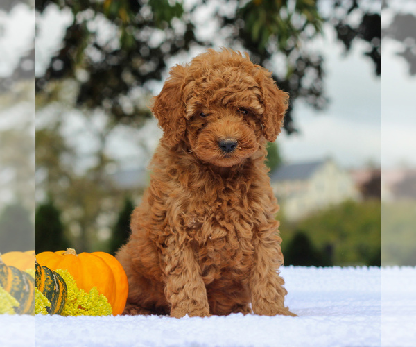 Medium Photo #3 Poodle (Miniature) Puppy For Sale in GAP, PA, USA