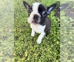 Small #2 Boston Terrier