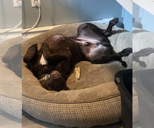 Pistol (Courtesy Post) - Male Labrador Retriever Dog for Adoption - Photo #2