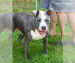 Small #18 American Pit Bull Terrier