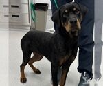 Small #1 Rottweiler Mix