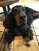 Small Photo #3 Gordon Setter Puppy For Sale in PADUCAH, KY, USA