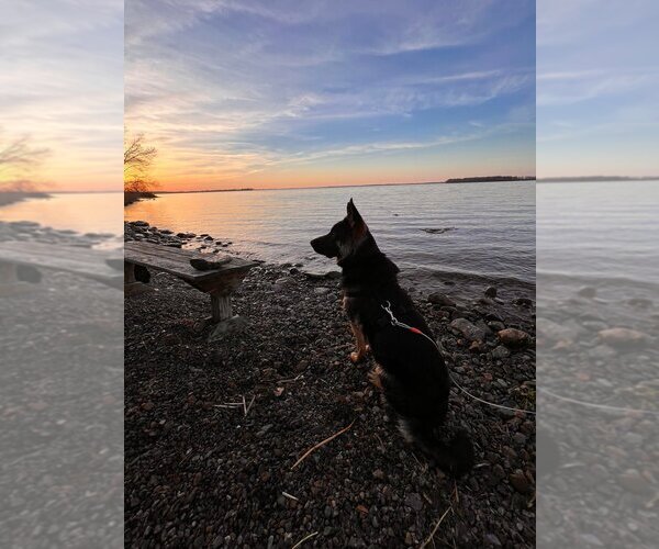 Medium Photo #22 German Shepherd Dog Puppy For Sale in LA FAYETTE, NY, USA