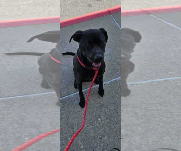 Medium Photo #1 Labrador Retriever-Unknown Mix Puppy For Sale in Woodbury, NY, USA